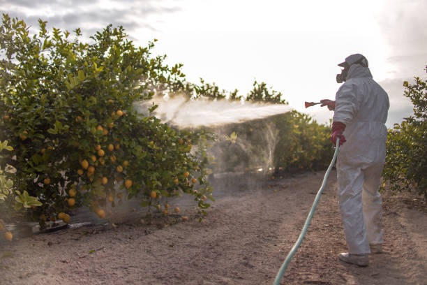 Best Ant Control Services  in Cashton, WI