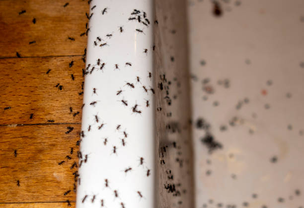 Best Affordable Pest Control Services  in Cashton, WI