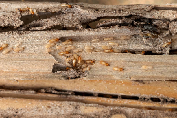 Best Cockroach Control Services  in Cashton, WI