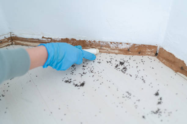 Reliable Cashton, WI Pest Control Solutions